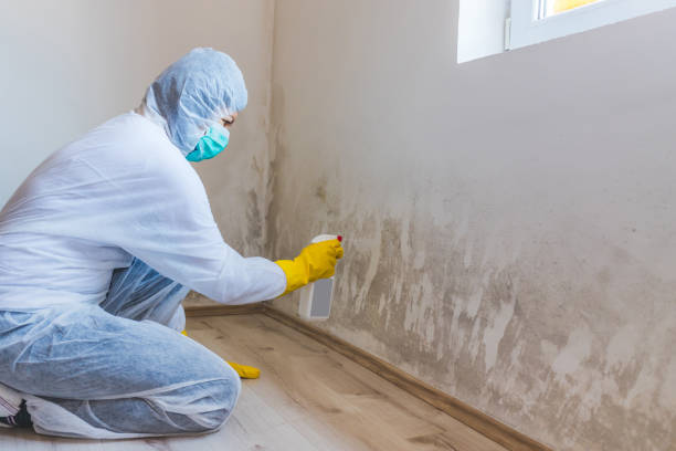 Licensed Mold Inspection service in Hanover, PA - WQB Mold Removal